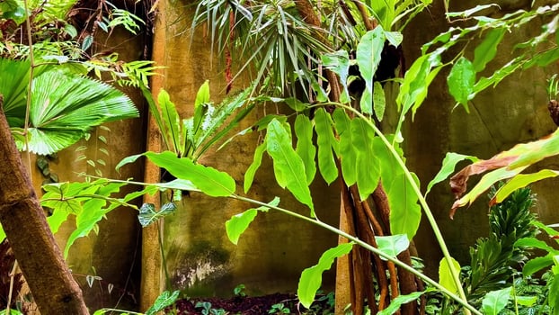 A jungle with lots of plants and trees photo