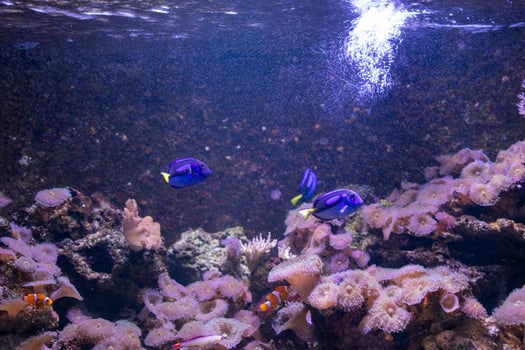 Aquarium with Blue Tangs, Clownfish, and Coral photo