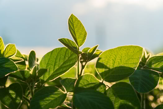 A vibrant young soybean field showcases healthy green leaves, illuminated by sunlight, highlighting the growth and potential of the crop during the early stages of agriculture photo