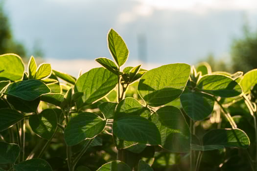 This lush soybean field vividly showcases young soybean plants with vibrant green leaves, indicating healthy growth under warm sunlight, perfect for agriculture photo
