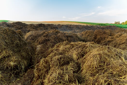 A large pile of manure sits in a field. The field appears to be surrounded by trees and vegetation. The manure is a mix of brown and black, and is spread across the field in an uneven manner photo