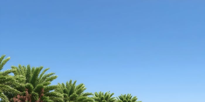 Palm Trees Clear Blue Sky Summer Vacation Tropical Background photo