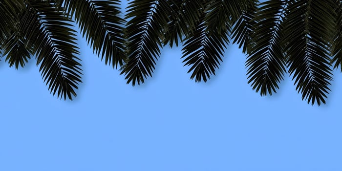 Tropical Palm Leaves on Blue Background Summer Design Element photo