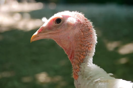 A turkey head close up photo