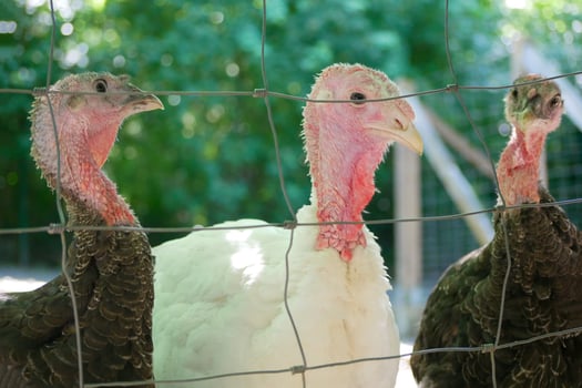 Farm turkey on a lawn behind the fence photo