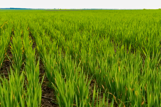 A field of young wheat sprouts. Rows of young wheat. Wheat business photo