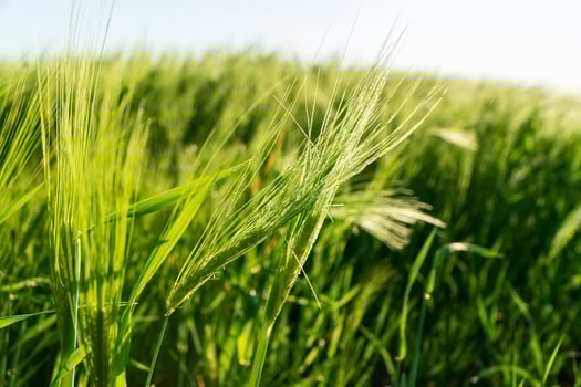 Young green rye. Ears of rye close-up. Grain cultivation photo
