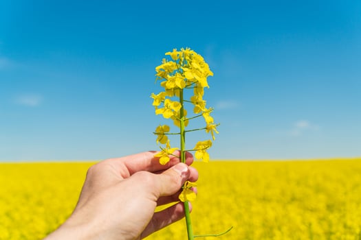 A farmer holds a rapeseed plant in his hands. Farmer in the agricultural field. Cultivation of rapeseed photo