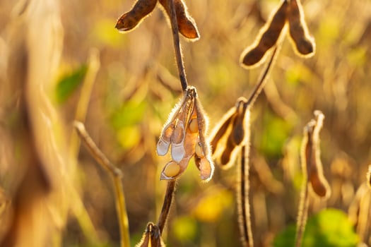 Ripe soybeans close-up. Soy pods close-up. Soybean harvest photo