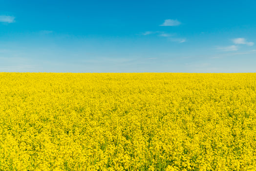 Oilseed rape, rapeseed field flowering. Flowering canola or rapeseed field. Field landscape industry of agriculture photo