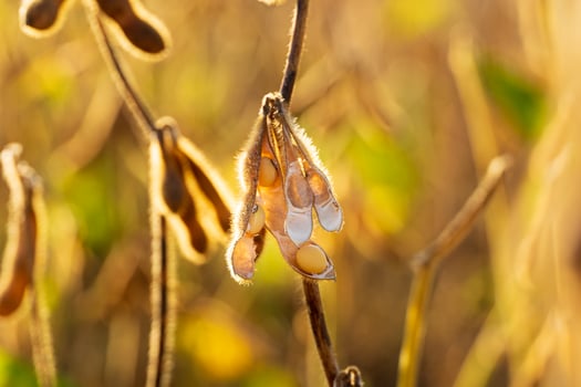 Ripe soybean plants. Ready for harvest ripe soy pods. Harvesting legumes photo