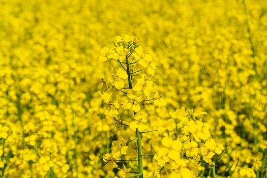 Rapeseed plant close-up. Cultivation of rapeseed. Rape on the field photo