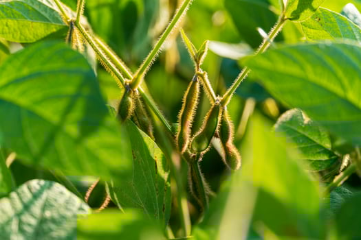Unripe organic soybean pods. Young pod of soybean plant in an agricultural field photo