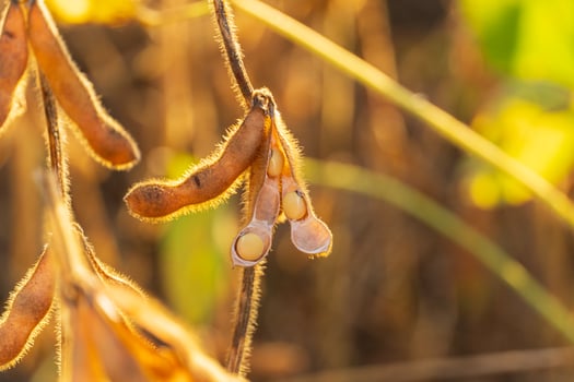 Ripe soybean pods. Soybean plantation at sunset photo