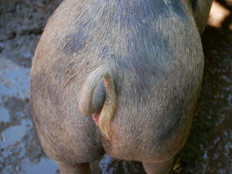A pig tail close up photo