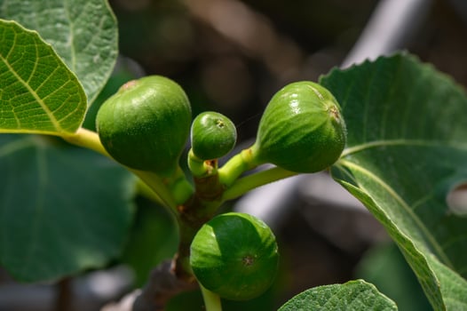 Close-up of young figs growing on a fig tree in Cyprus. photo