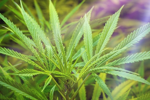 Leaves of medical cannabis under violet lamp photo
