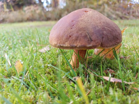 mushroom forest boletus nature food edible autumn grass fungus moss brown green wood fungi cap cep, mushrooms, macro, natural, wild, plant, boletus edulis, summer season edulis photo