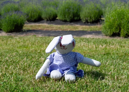 Small white rabbit is sitting on the grass in a field photo