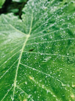 A close up of a leaf with water droplets on it photo