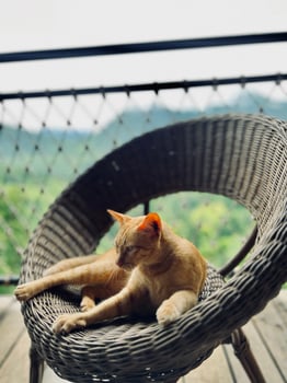 A cat laying on a wicker chair photo