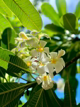 White flowers on a tree with green leaves photo