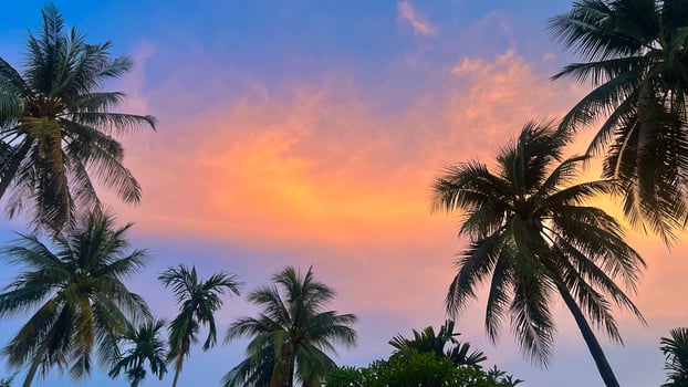 Palm trees in the sunset sky photo