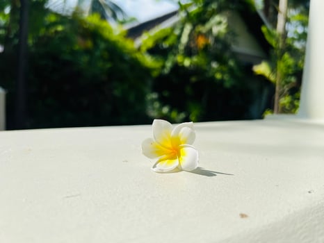 A single yellow and white flower sitting on a white surface photo