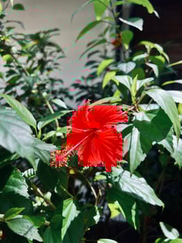 A red flower is in the middle of a green plant photo