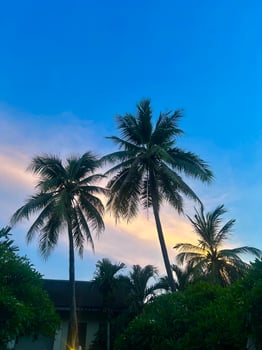 Palm trees in the evening photo