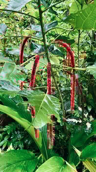 A plant with red flowers and green leaves photo