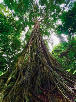 A large tree with roots in the middle of the forest photo