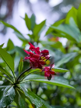 A red flower in a green bush photo