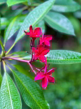 Red flowers on a tree with green leaves photo