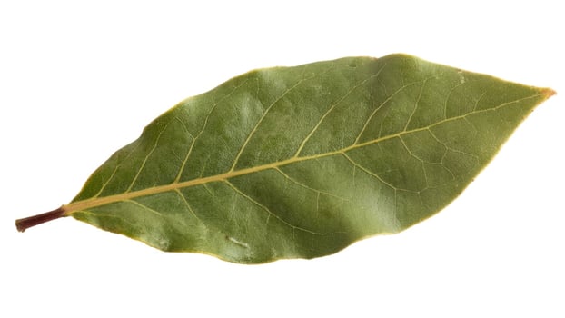 Isolated bay leaf with visible veins and stem on a clean white background close up photo