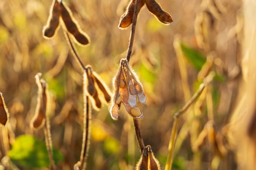Soy field at sunset. The soybeans is illuminated by the sun photo
