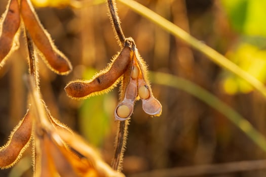 Ripe soybean pods close-up photo