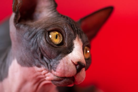 Portrait of one of most beautiful cats of Canadian Sphynx on bright red background. Black and white female kitten with expressive yellow eyes looks away. Close-up. Studio shot. Concept of rare pets. photo