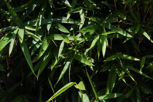 Background of long green leaves exposed to sunlight during the day photo