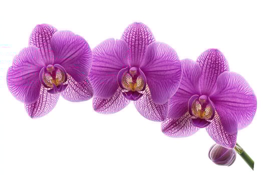 Close up of a beautiful purple orchid flower isolated on white photo