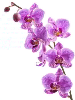 Beautiful vibrant purple orchid flowers are gracefully displayed against white photo