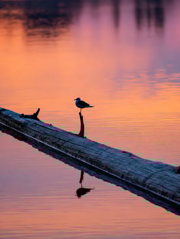 Seagull perched on a log at a lake during sunset in Oregon photo