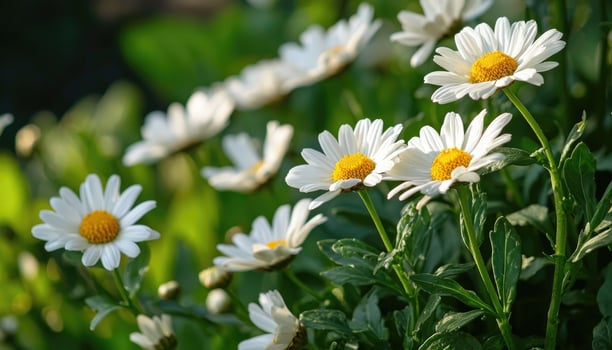 Beautiful white and yellow flowers are blooming in a sunny garden photo