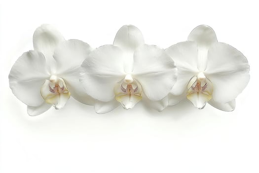 Three Stunning White Orchids Displayed Against a White Background photo