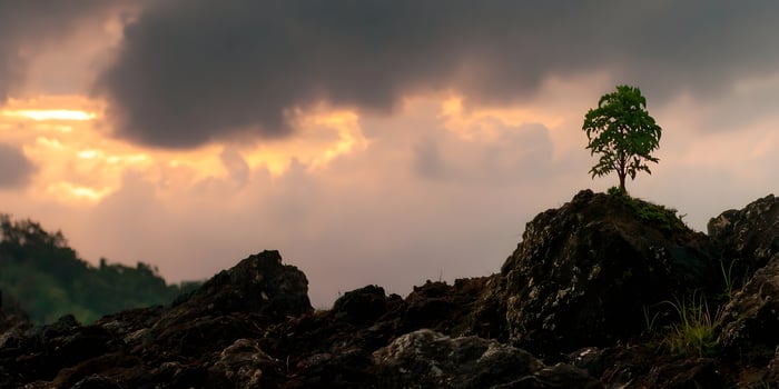 Small Tree Growing on Rock Dramatic Sunset Sky photo