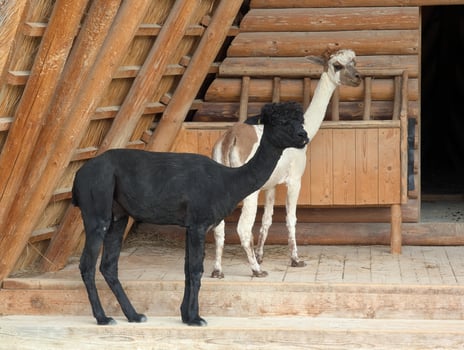 alpacas stand in a pen and look at the camera photo