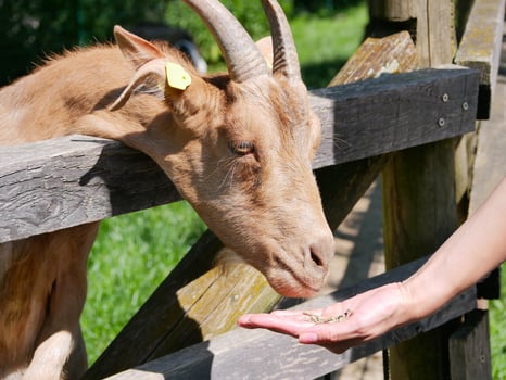 A woman feeds a goat from her hand photo