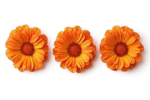 Three vibrant orange flowers isolated against a white background photo