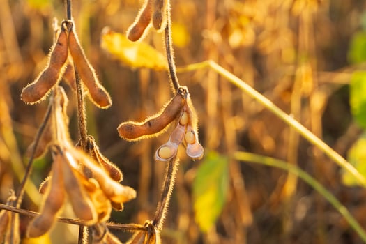 Ripe soybean plants. Soybeans in a field at sunset photo
