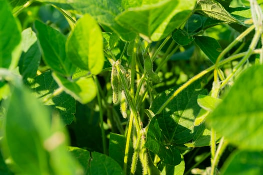 Close-up of grown soybeans. Green soybeans hanging on the stalk. Harvesting soybeans photo